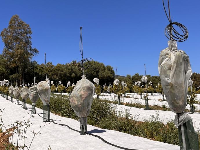 imagen-galeria-aguacate-5