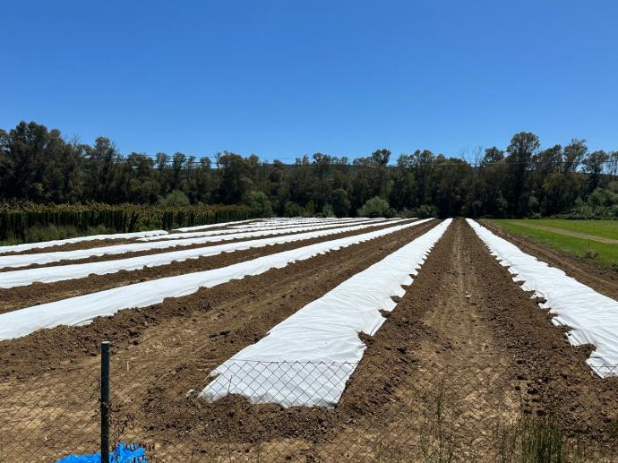 imagen-galeria-aguacate-1