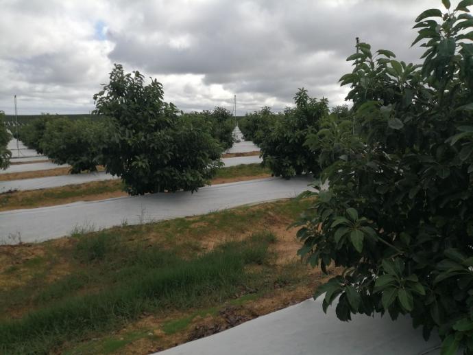 imagen-galeria-aguacate-2