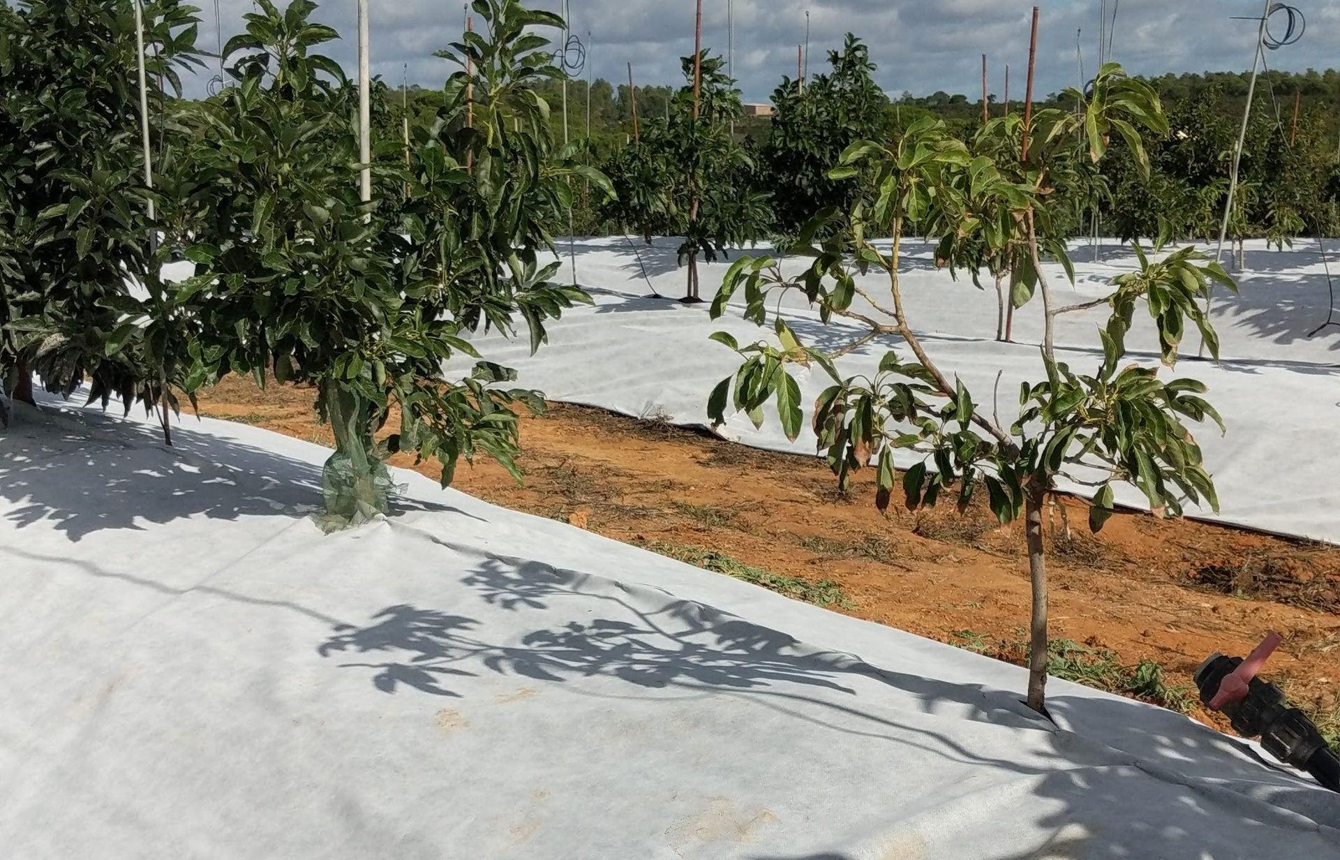 imagen-galeria-aguacate-4