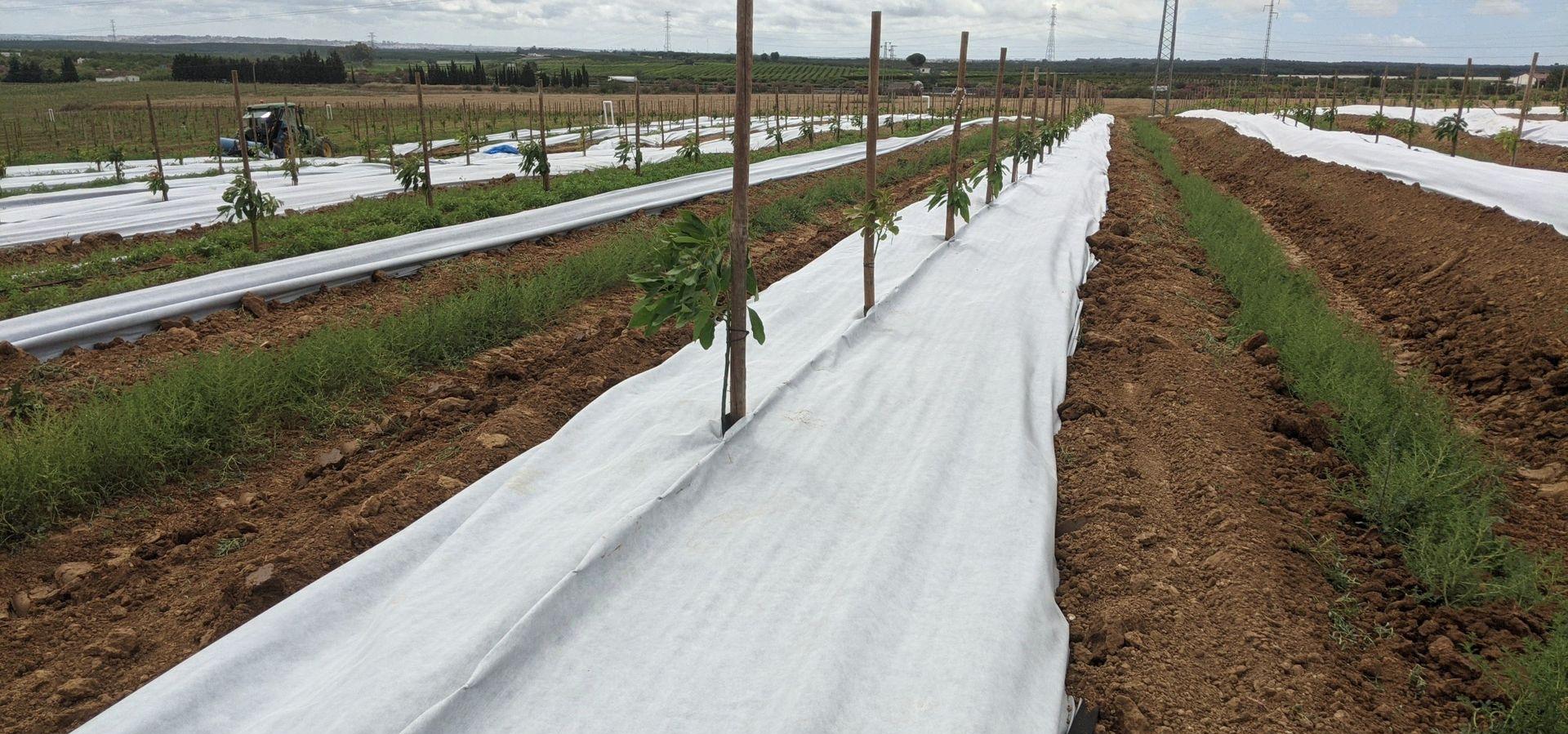 imagen-galeria-aguacate-3