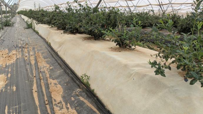 imagen-galeria-arandanos-4