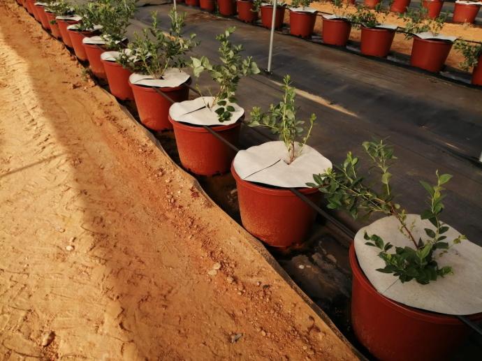 imagen-galeria-arandanos-5