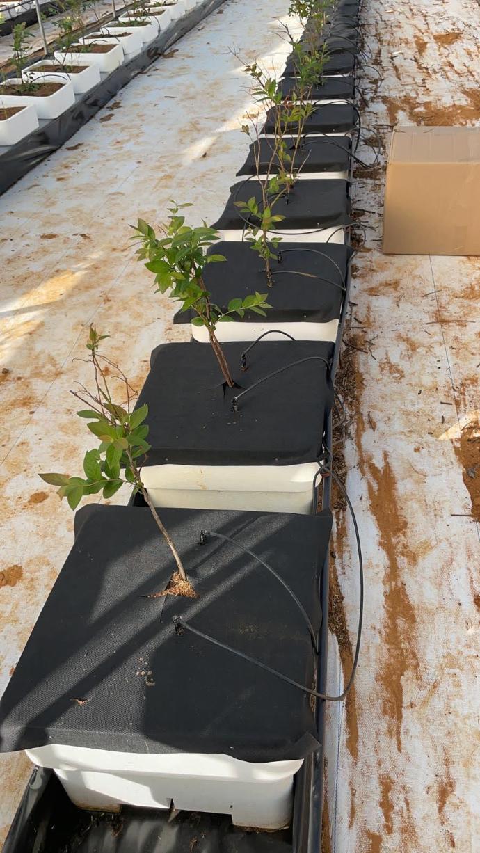 imagen-galeria-arandanos-3