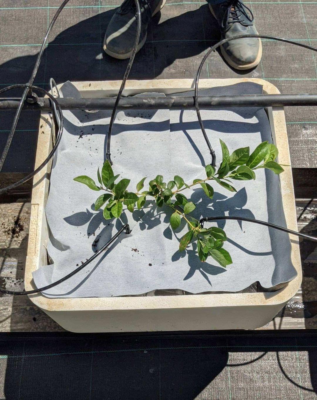 imagen-galeria-arandanos-2