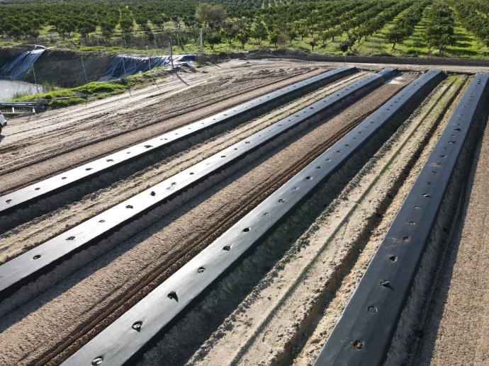 imagen-galeria-arandanos-1