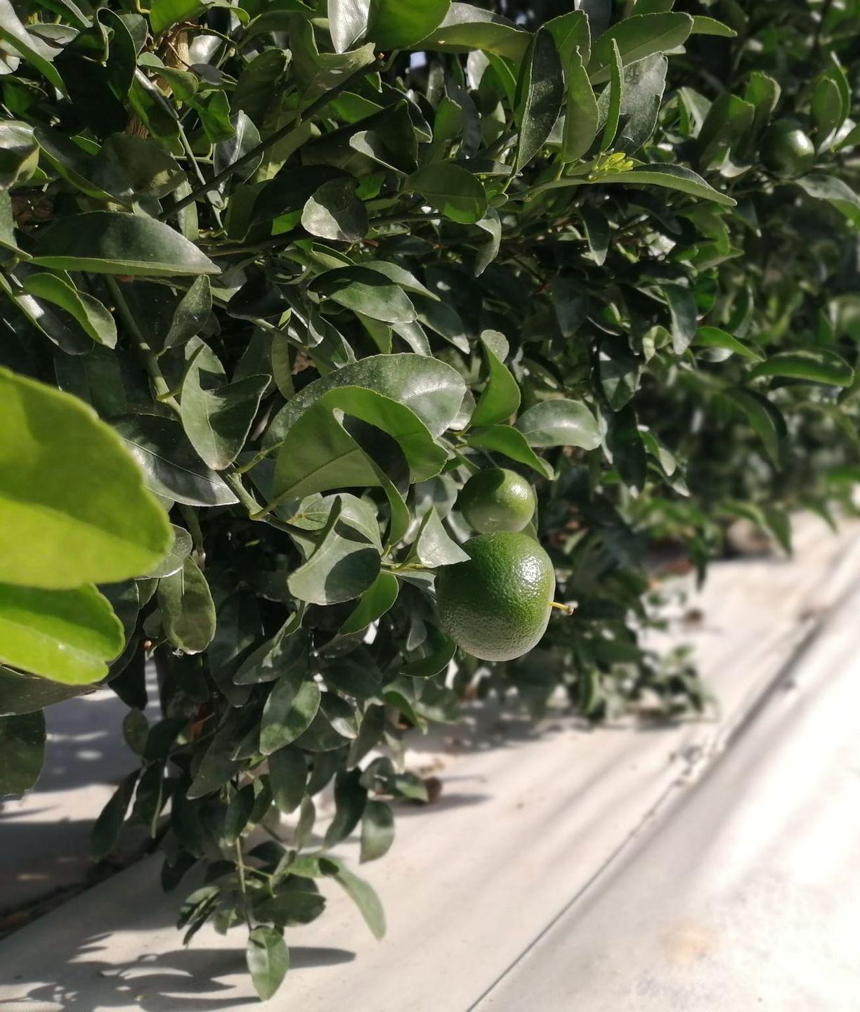 imagen-galeria-citricos-3