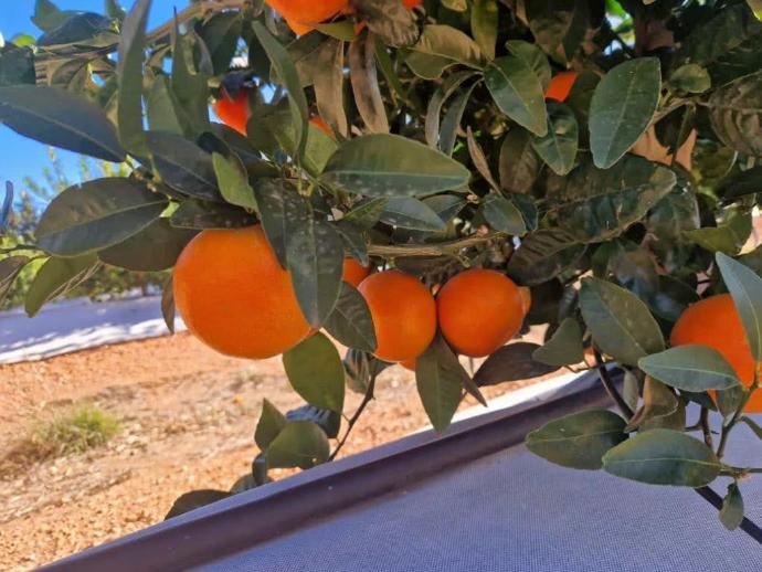 imagen-galeria-citricos-5