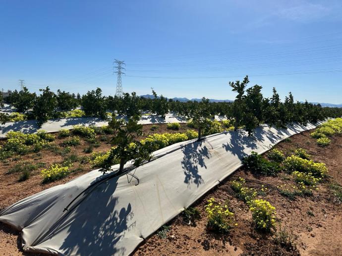 imagen-galeria-citricos-4