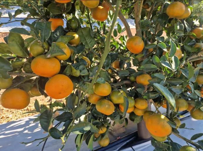 imagen-galeria-citricos-2