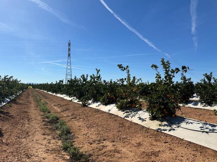 imagen-galeria-citricos-1