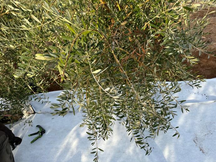 imagen-galeria-olivar-2