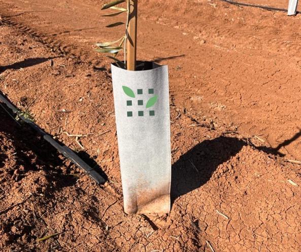 imagen-galeria-olivar-3