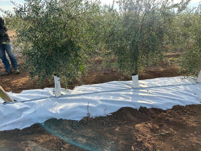 imagen-galeria-olivar-5