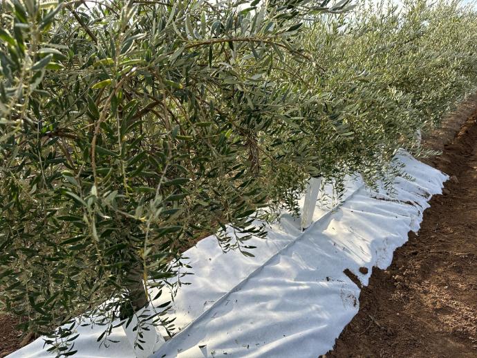 imagen-galeria-olivar-1