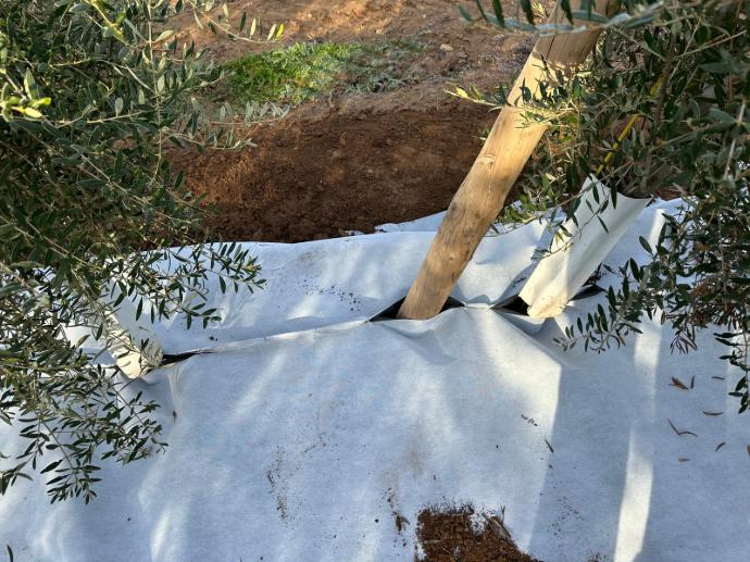 imagen-galeria-olivar-4