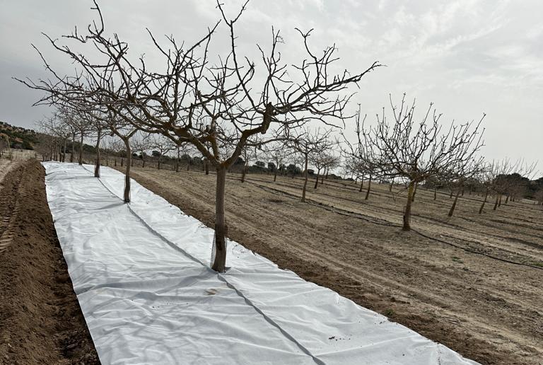 imagen-galeria-pistacho-2