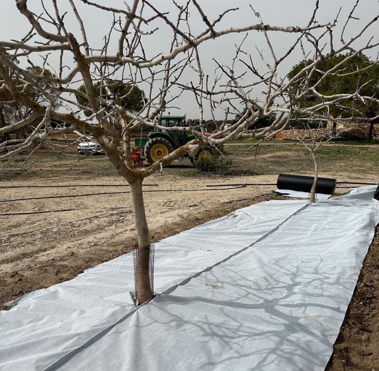 imagen-galeria-pistacho-4