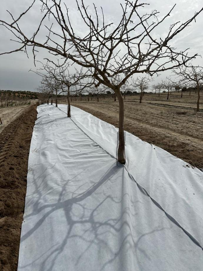 imagen-galeria-pistacho-3