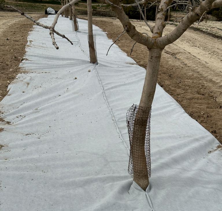 imagen-galeria-pistacho-5