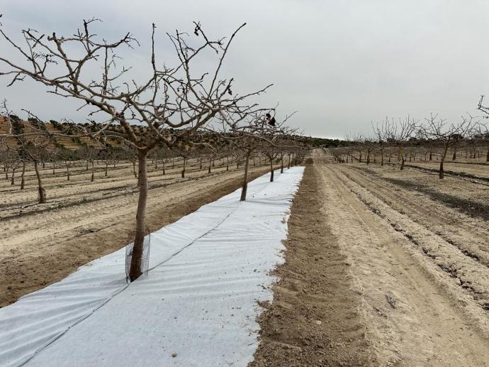 imagen-galeria-pistacho-1